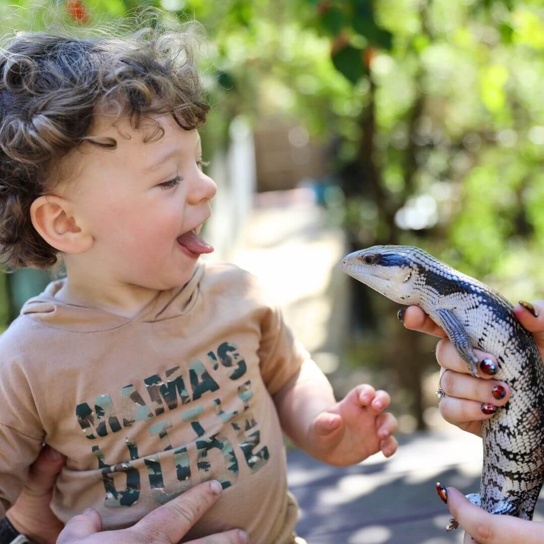 A child poking out its tongue to a blue tongued lizard that a zookeeper is holding next to him